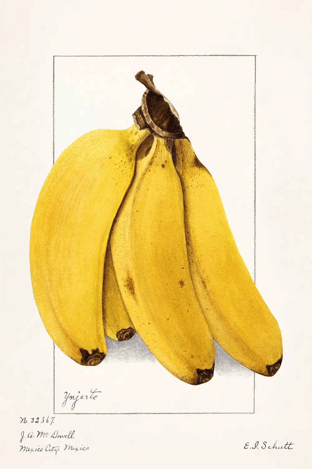 a drawing of a bunch of bananas on a white background