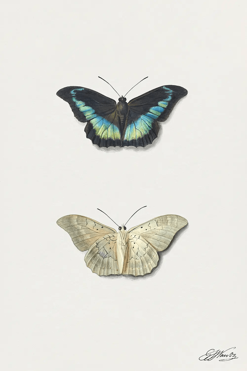 two butterflies on a white background