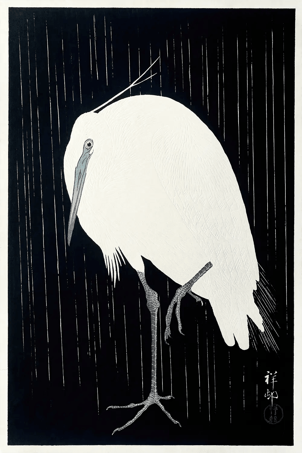 a white bird standing in the rain on a black background