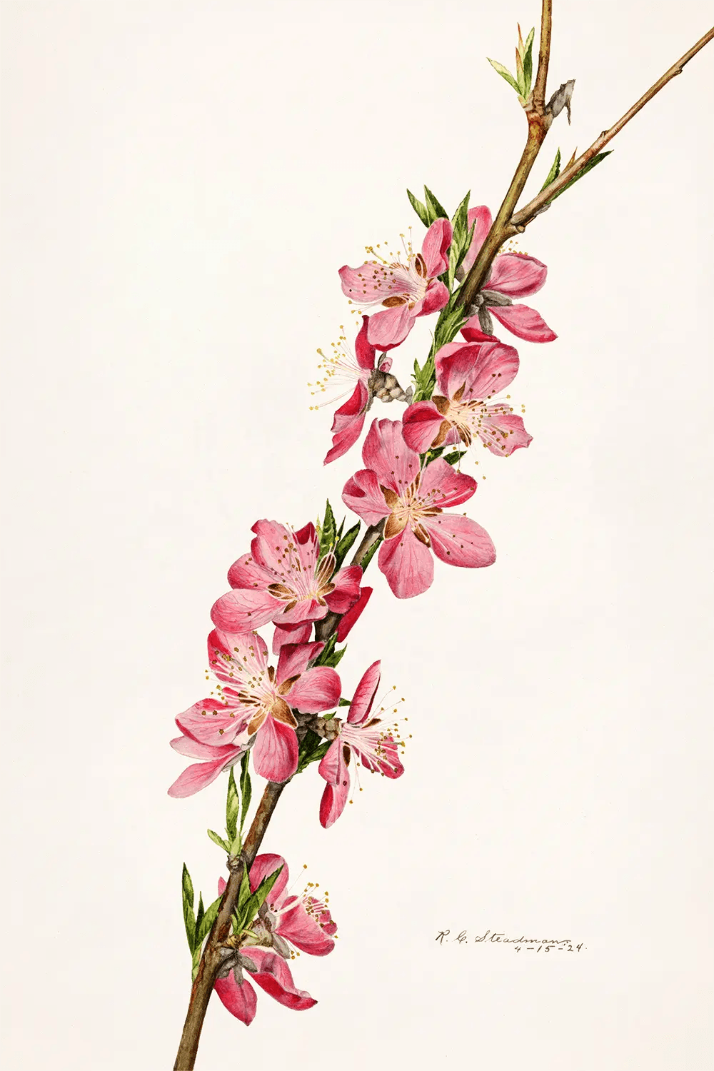 a painting of a branch with pink flowers