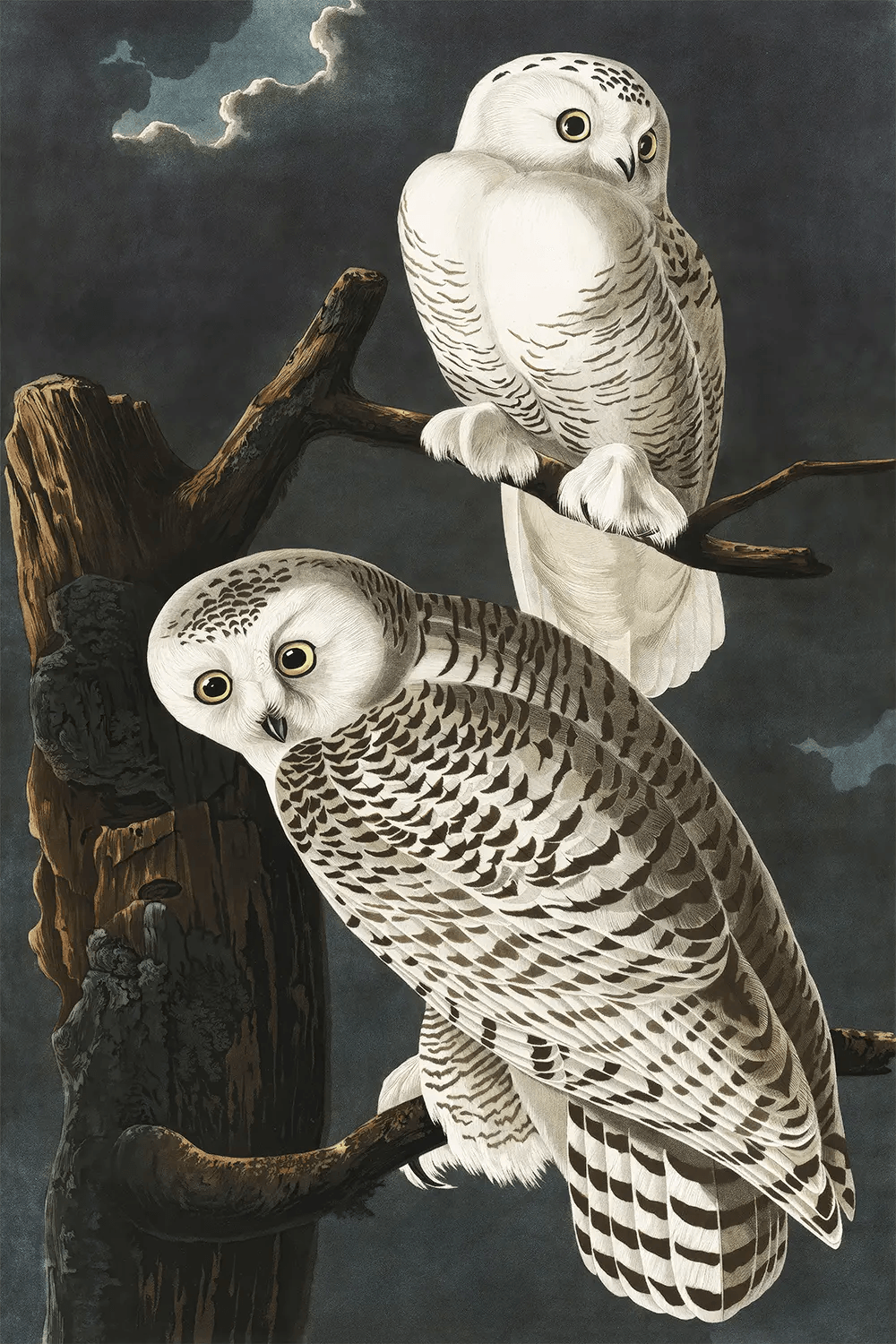 Snowy Owl (1832-1837) - Sick Prints
