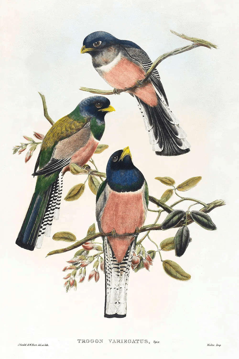 Trogan Variegatus (1804-1908) - Sick Prints